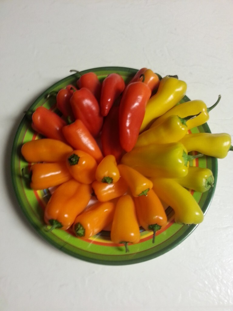 Mini Sweet Bell Pepper-Non GMO – Organic -US Grown – 25 Seeds