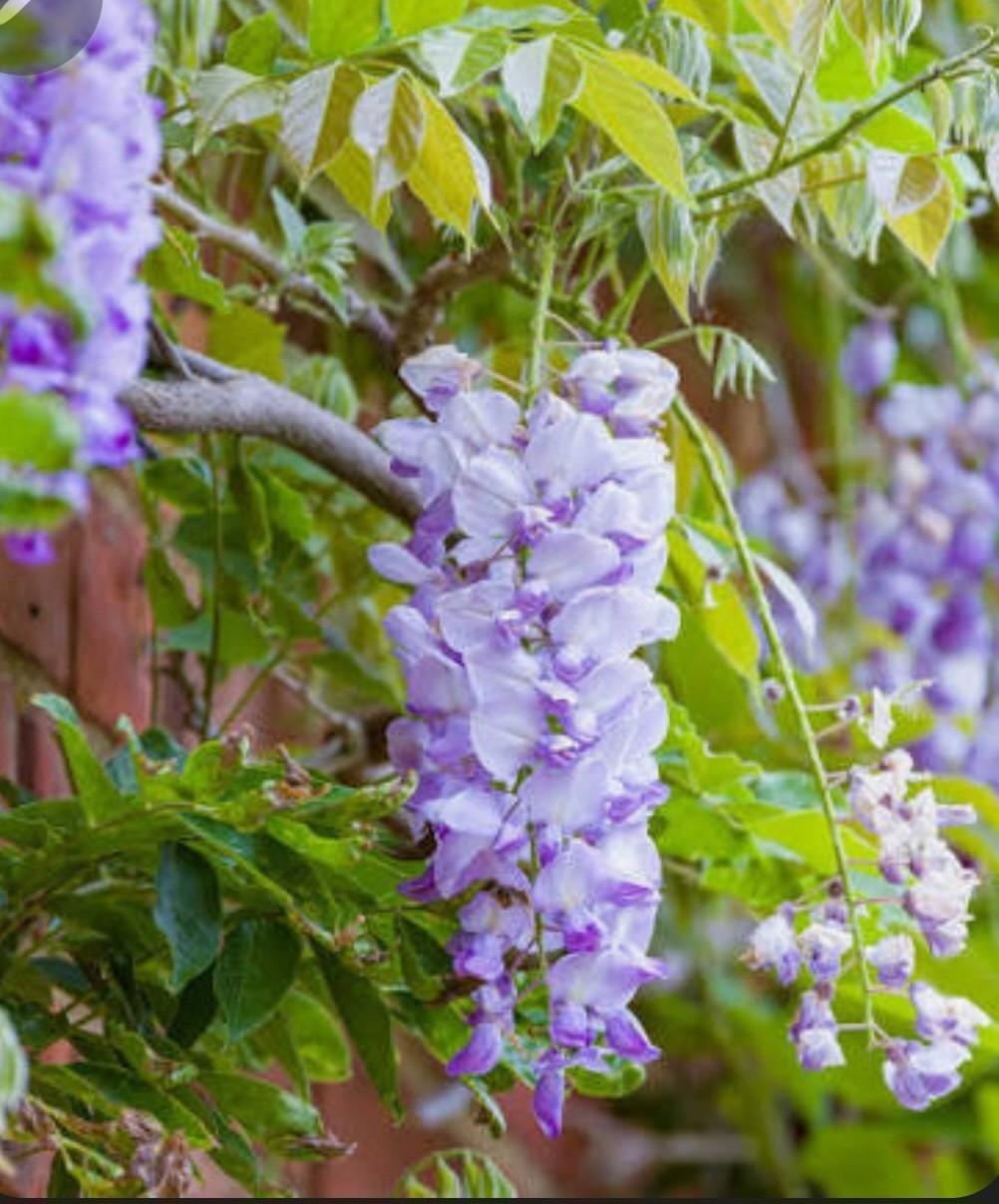 2025 Wisteria Seeds 5 Dry and Ready to Plant. Non GMO Organic