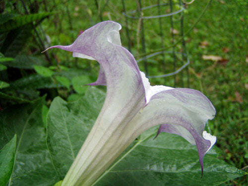 Datura metel ‘Mranaha’ | 10 Seeds