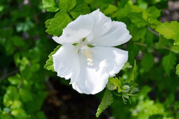 Diana Hibiscus, Rose of Sharon, Pure White Flowers 1 Live Plant in 3.5 Inch Pot