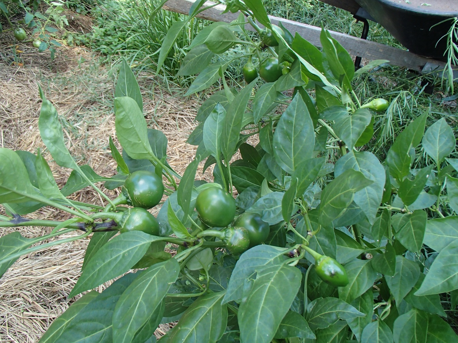 South African sweet piquante peppa-dew pepper seed – 40 seeds