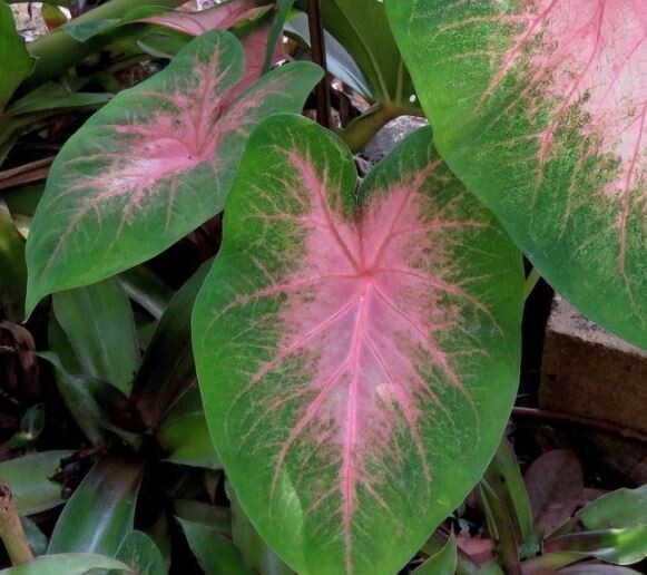 5 – Shade Loving KATHLEEN Caladium Bulbs – SPRING SHIPPING – HEART SHAPED LEAVES