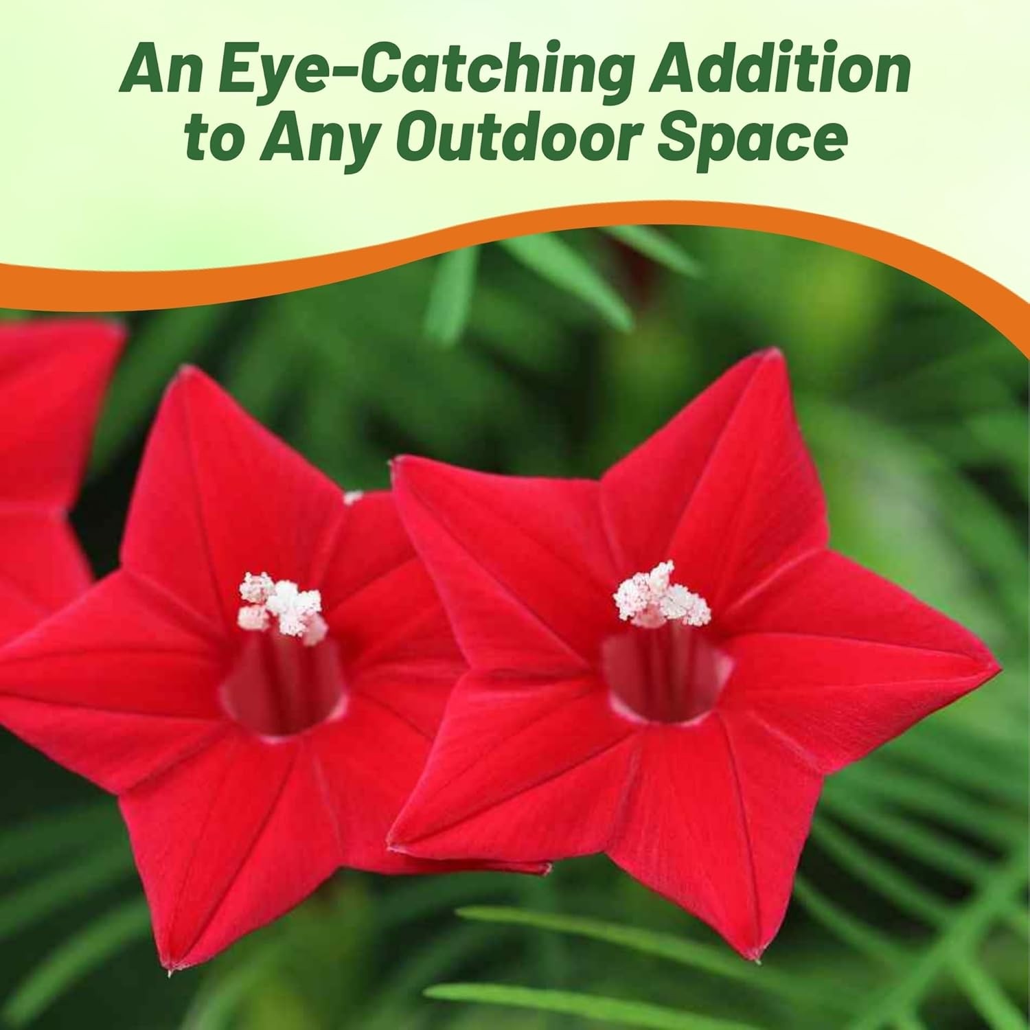 200 Seeds Cypress Vine Seeds – Ipomoea Pennata Red Flower Seed