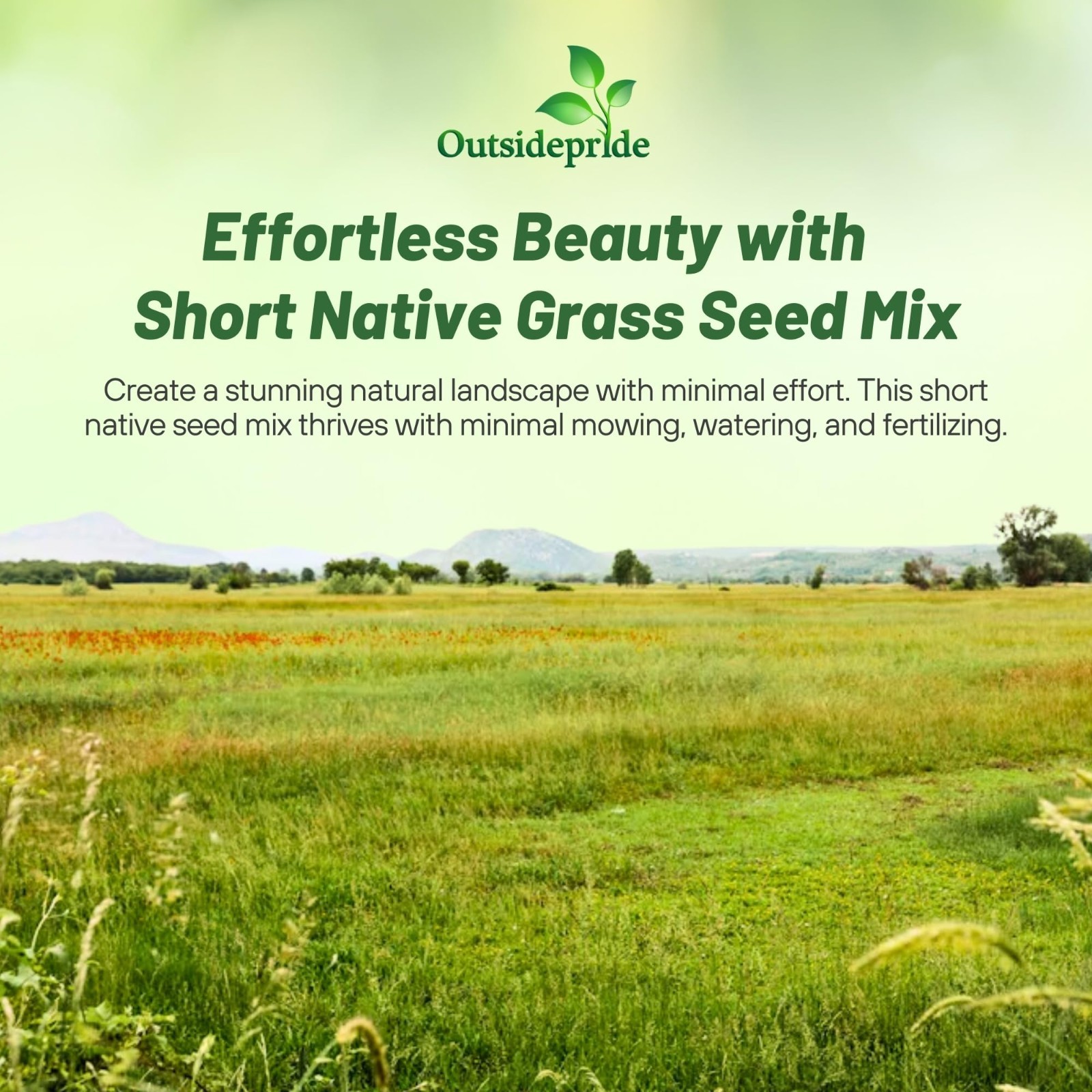 Premium Native Grass Seed Mix – 1 lb. Blue Grama, Buffalo, Sideoats & Fescue – L
