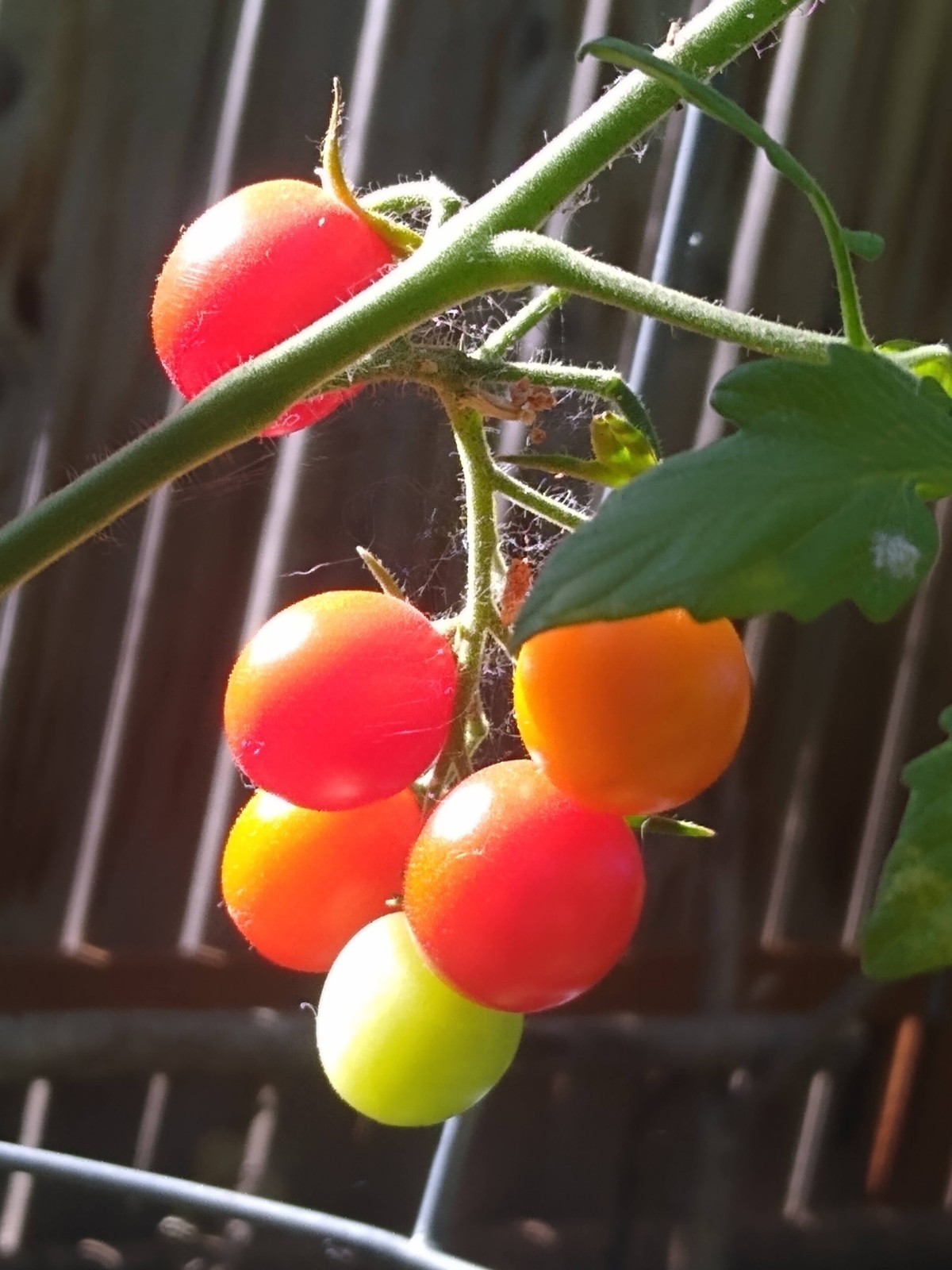Heirloom Tomato Seed Variety Pack ( 30 seeds) Unique & Flavorful Tomatoes 🍅