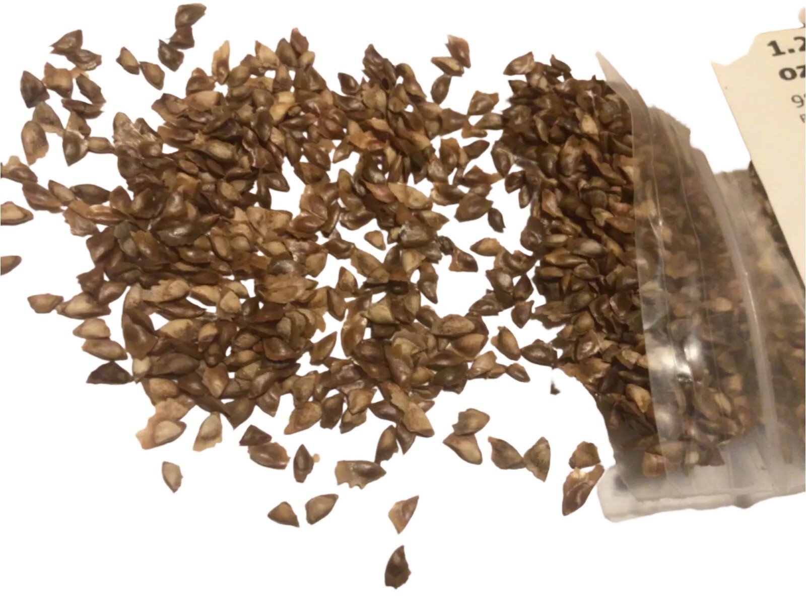 European Larch Tree Seeds (LARIX DECIDUA)