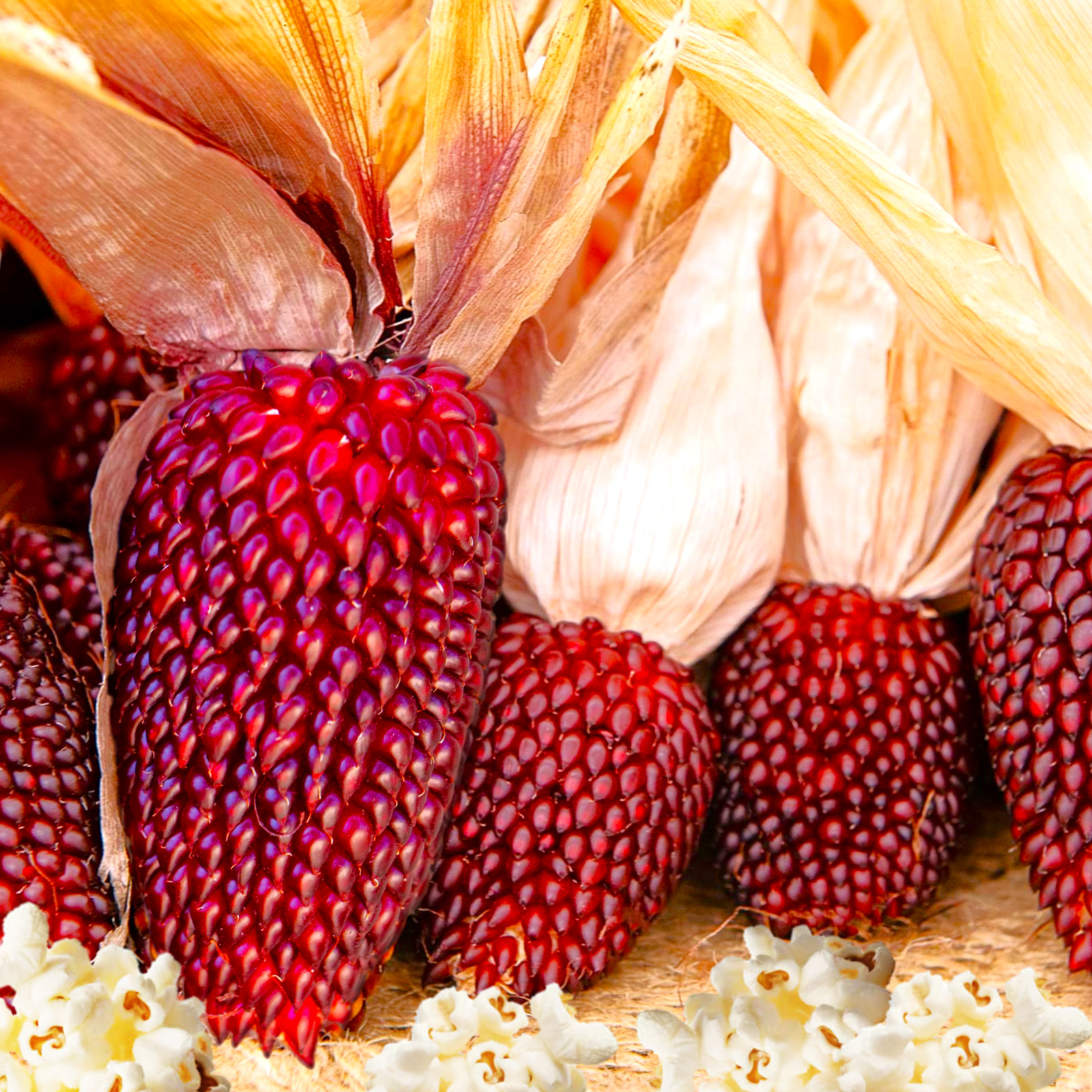 Strawberry Popcorn Seeds | Red Popping Mini Cherry Ornamental Corn Seed For 2025