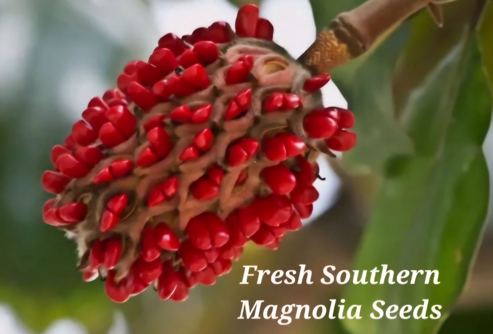 25 SOUTHERN MAGNOLIA SEEDS – Freshly Picked, Fragrant Flowers, Up to 80 ft Tall