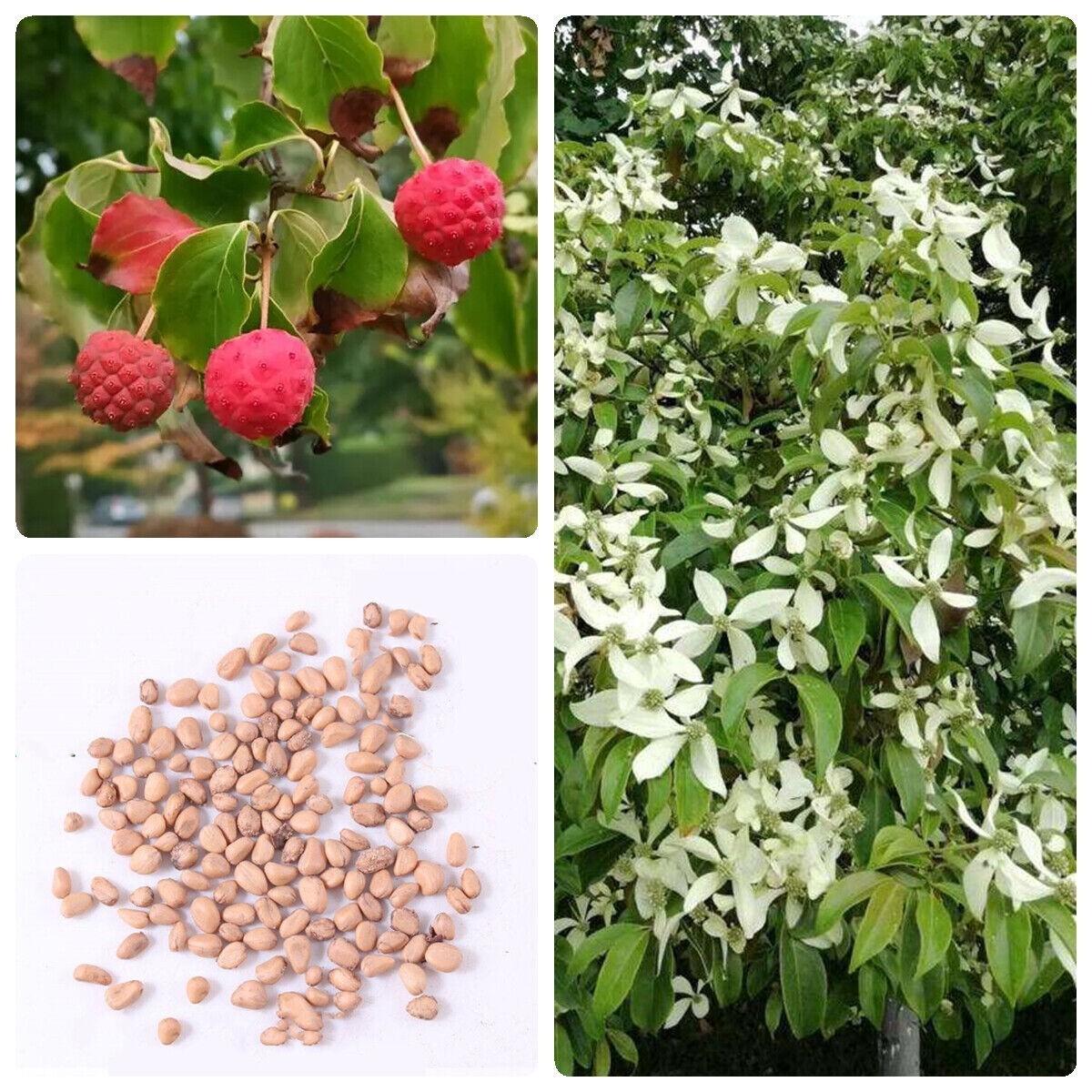 10 Fresh KOUSA DOGWOOD TREE SEEDS Chinese Milky Way Hardy Plant