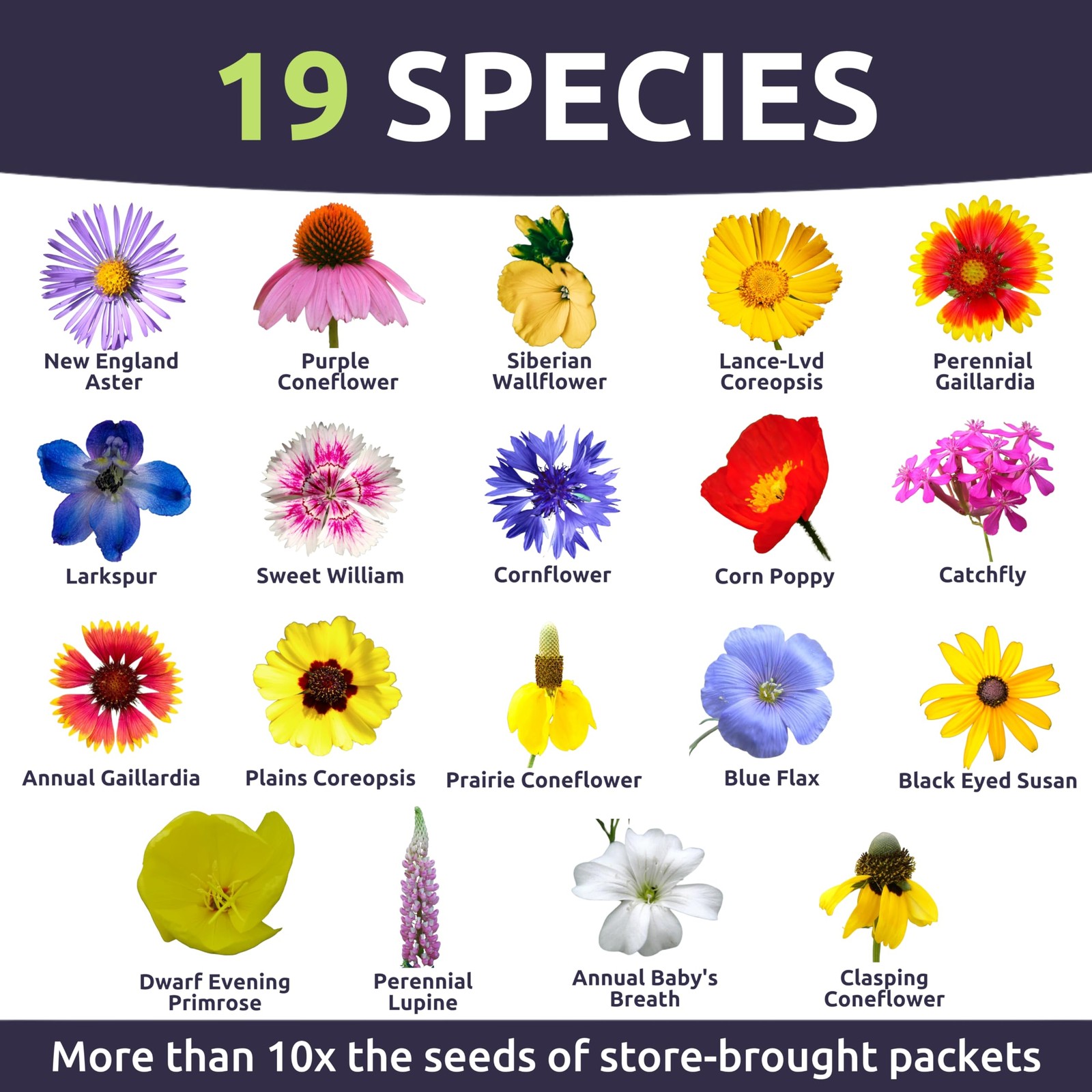 Midwest Regional Mix – Large 1 Ounce Packet – 15,000 Flower Seeds for Plantin…