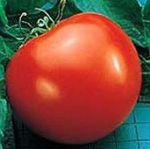 Tomato Goliath Hybrid Great Garden Vegetable By Seed Kingdom 10 Seeds