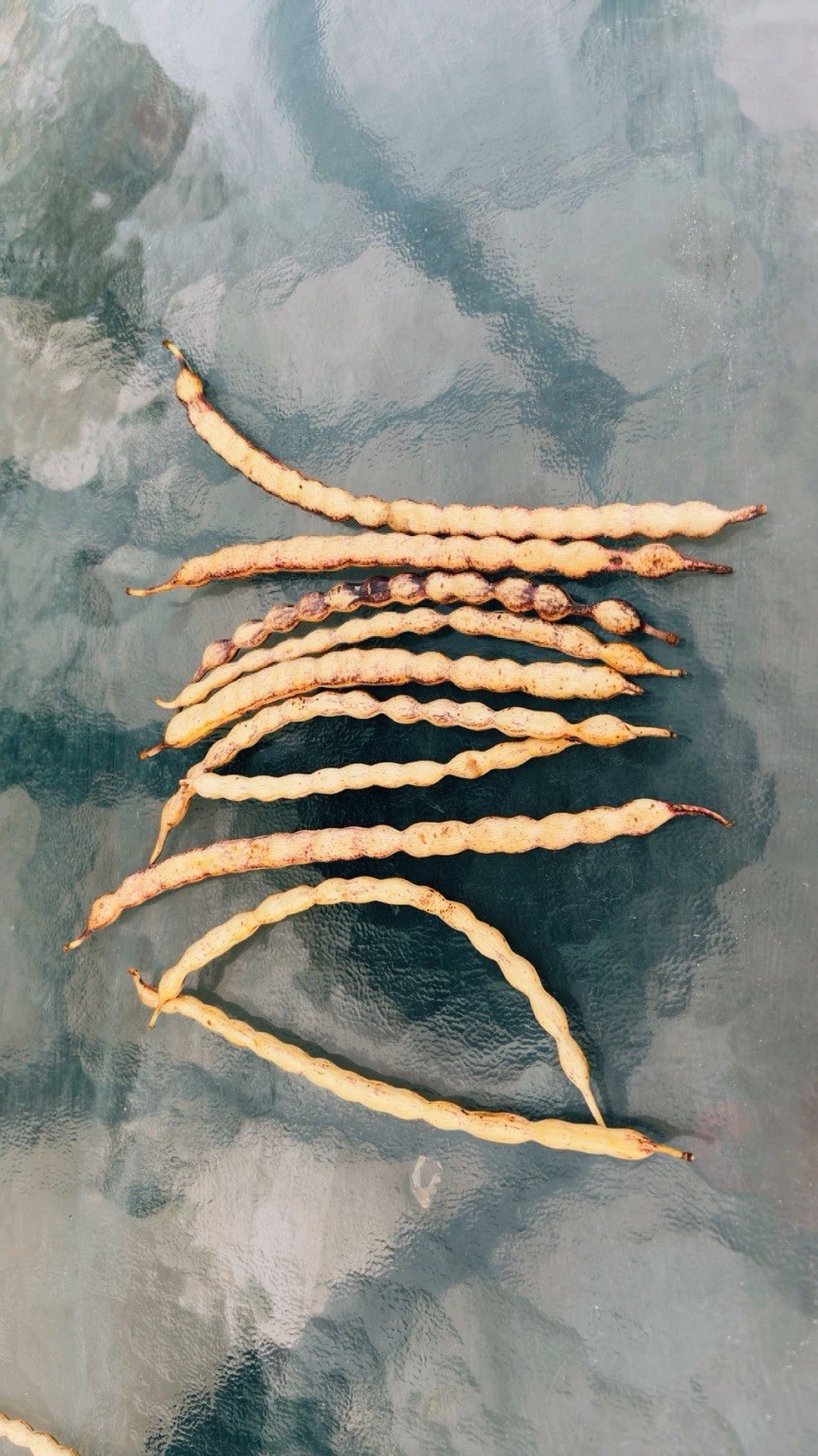 Wild grown, hand picked honey mesquite (Prosopis) Seed Pods 25pcs