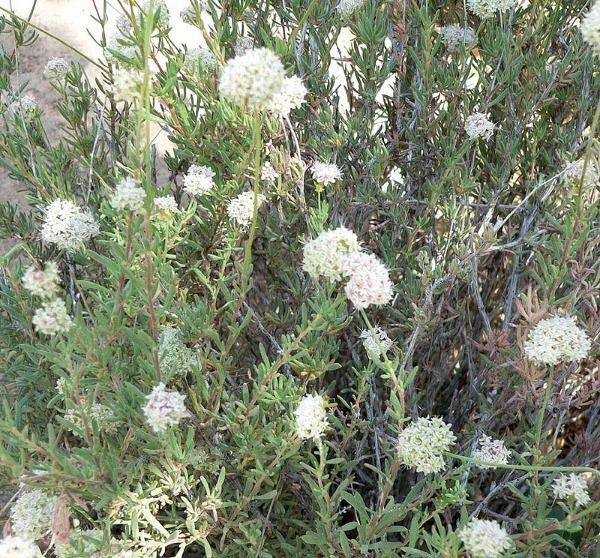 Eriogonum fasciculatum var. foliolosum | California Buckwheat | 100 Seeds