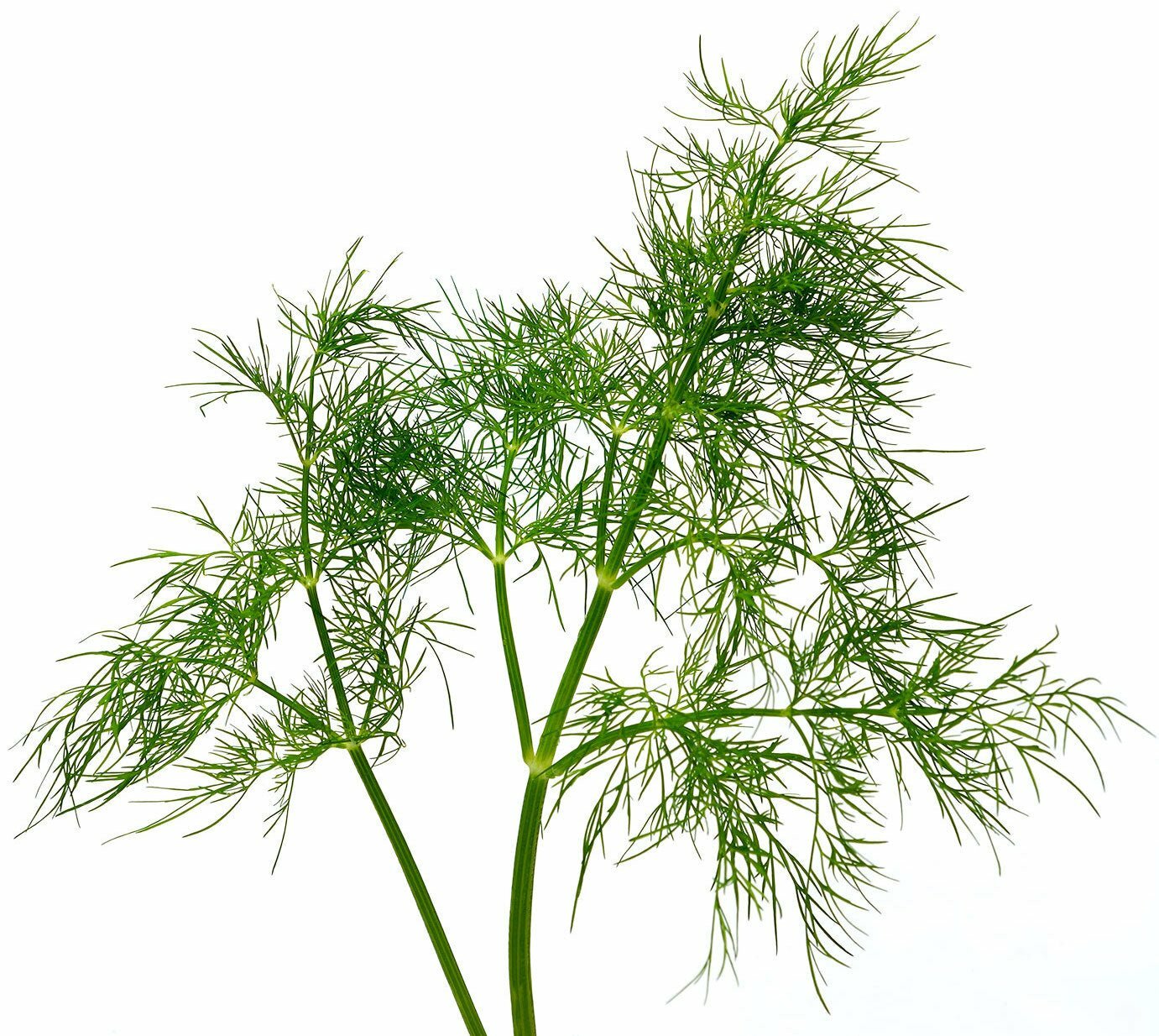 Organic Bouquet Dill – Anethum graveolens