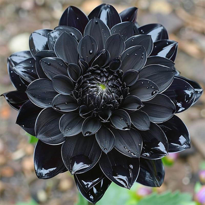 100+ Giant Dahlia Dinner Plate Flower Seeds – Exotic Dahlia for Planting Dahlia