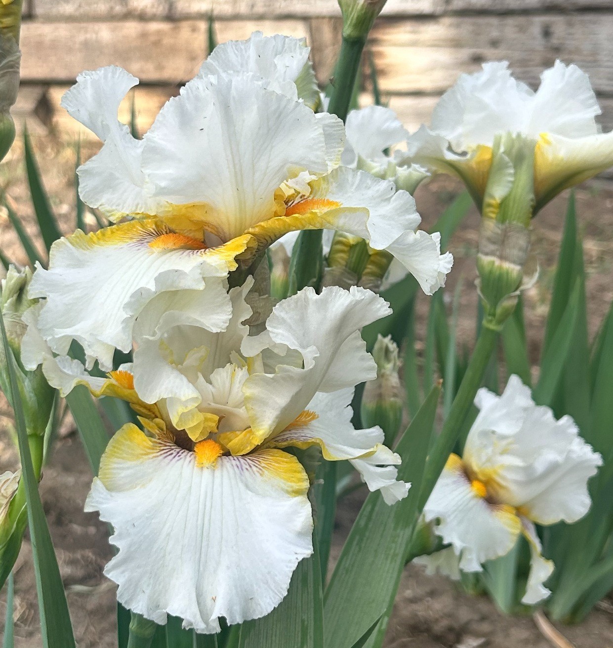 ‘Goldkist’ iris rhizome + gift, combined shipping $1 each additional