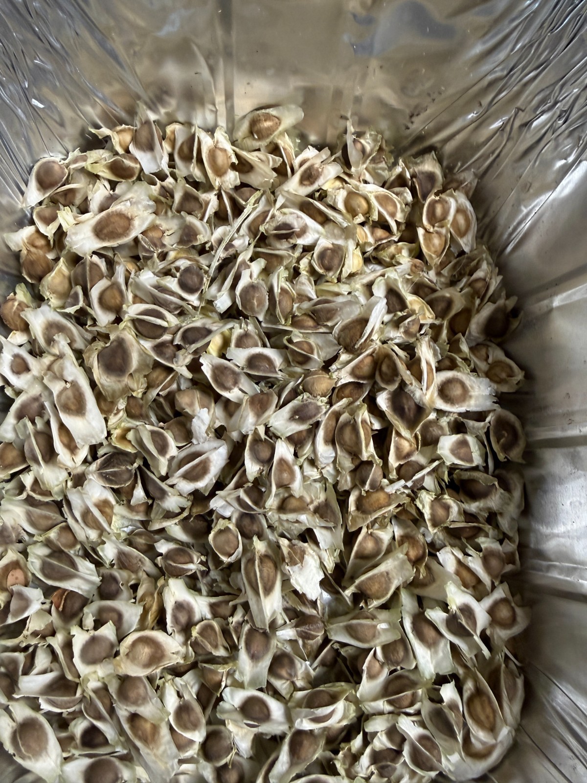 Dry Organic Moringa Seeds With Shell – 16 oz (1 lb) – This Year’s Harvest