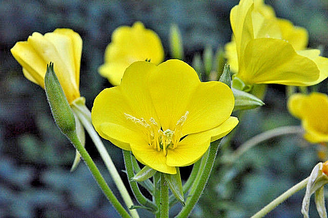 EVENING PRIMROSE 513 SEEDS LARGE YELLOW FLOWERS, OENOTHERA BIENNIS, BULK SEEDS