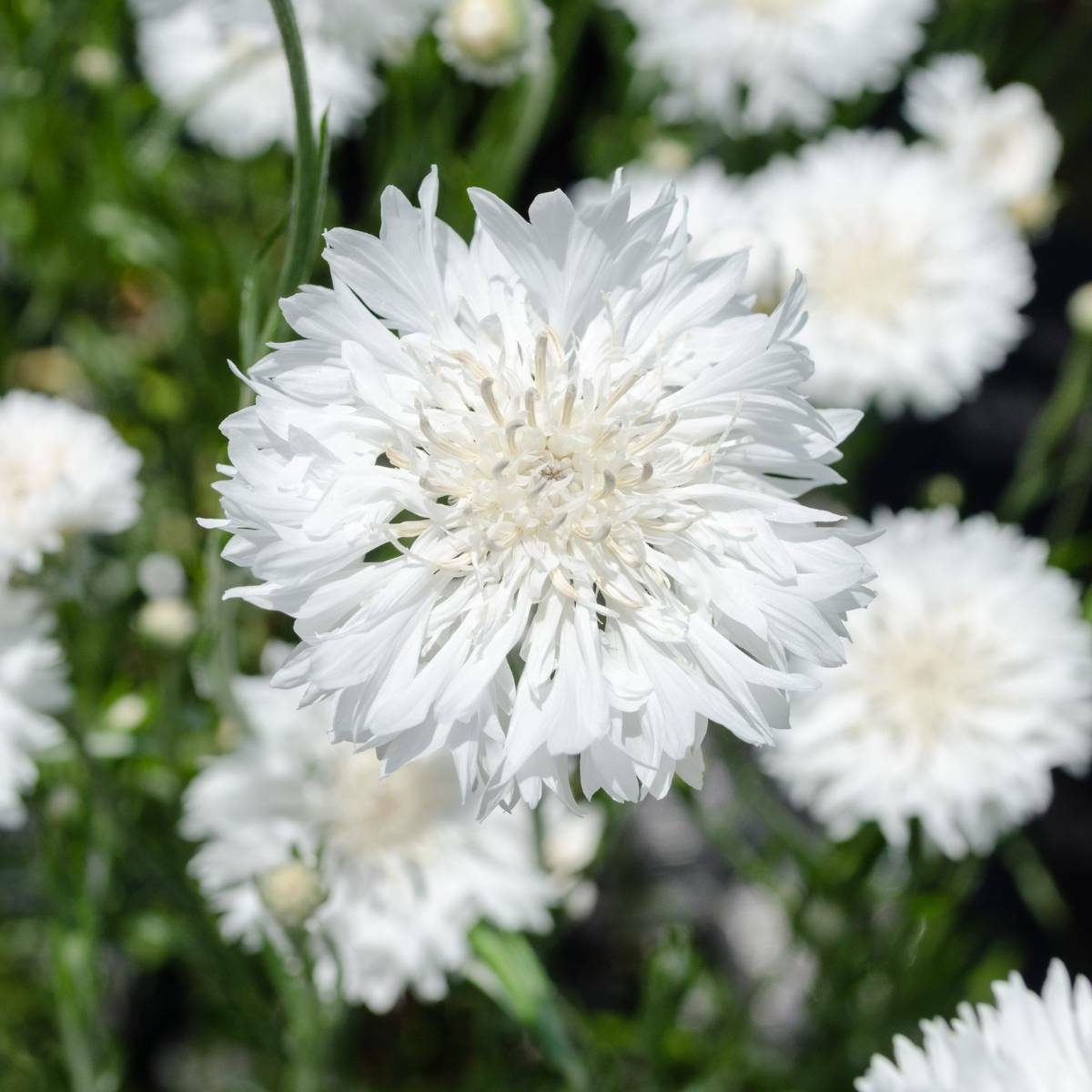 Tall White Bachelor Button Cornflower Seeds 200+ Flower USA SELLER FREE SHIPPING