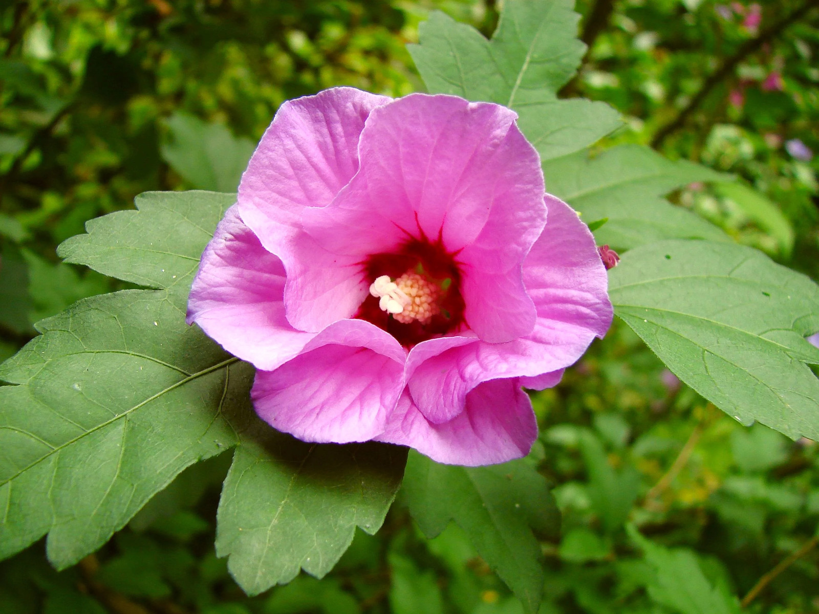 Rose of Sharon Seeds – For 2026 Planting Hibiscus Syriacus Perennial Shrub