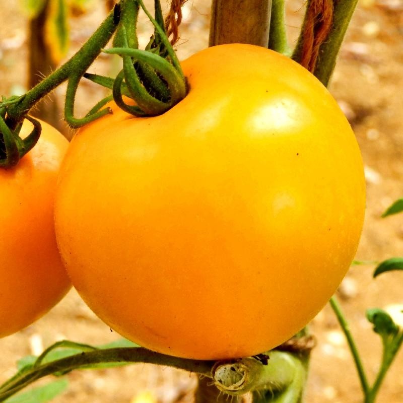 50+ ORGANIC Golden Jubilee Tomato Seeds | Indeterminate | Non GMO | Organic