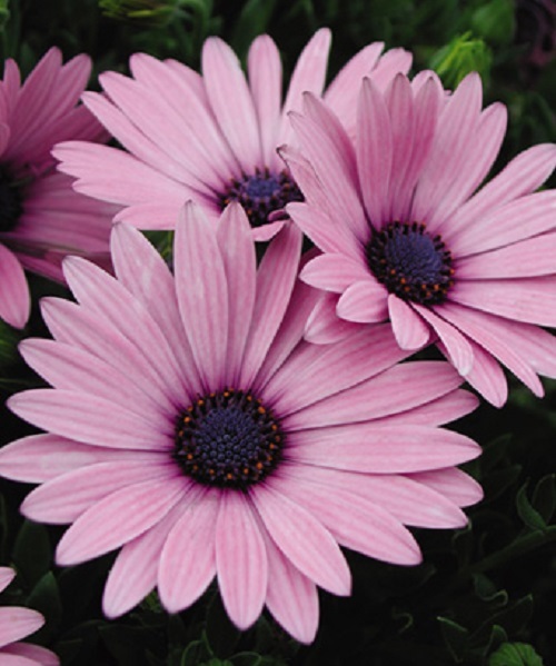 NEW! 20+ PINK OSTEOSPERMUM FLOWER SEEDS / PERENNIAL
