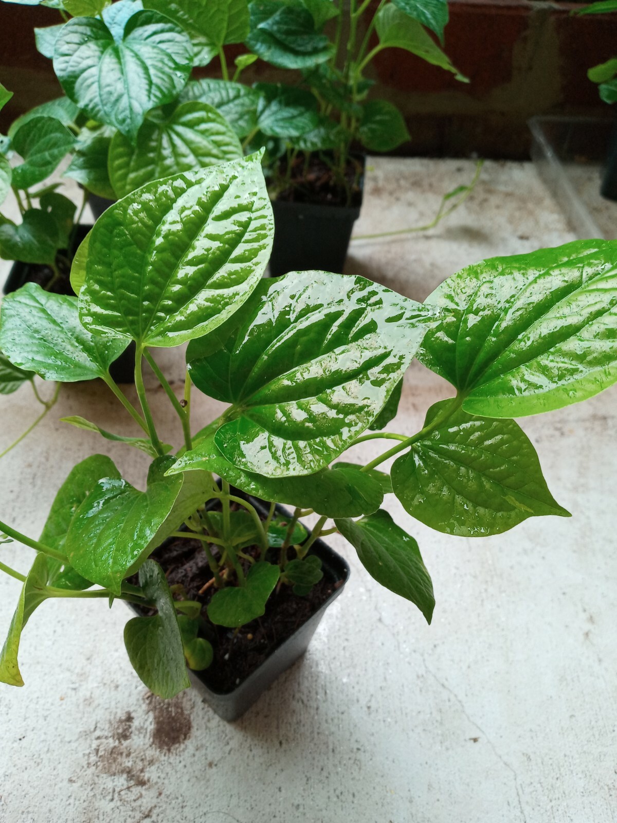 3-4 6″-12″ VIETNAMESE ORGANIC PIPER Lolot ( Lá Lốt ) Live Plants in Pot