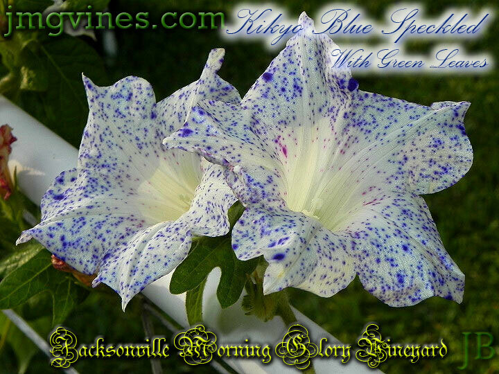 Kikyo Blue Speckled Green Leaves Japanese Morning Glory 6 Seeds