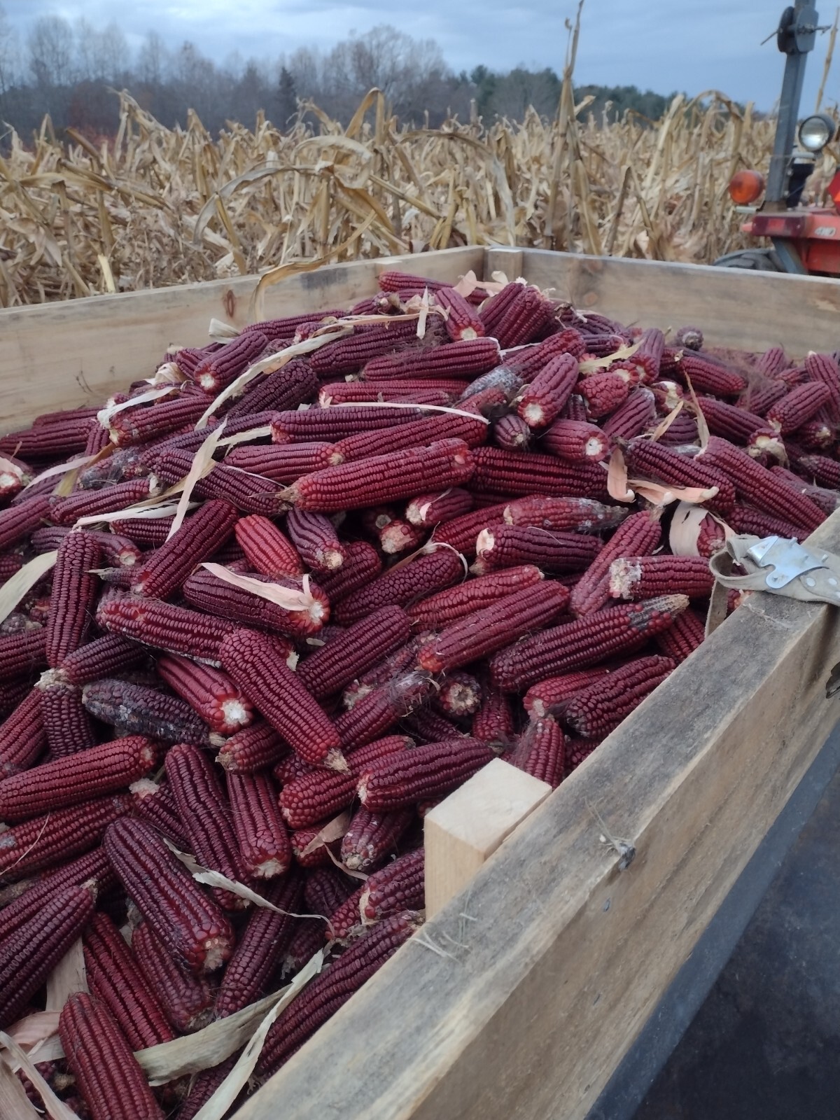 Jimmy Red Corn – Heirloom Dent Corn Seed or For Milling – 1 pound Avg 1,400 Seed