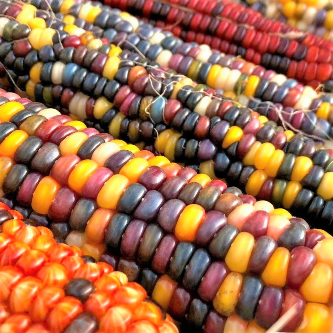 BULK Fiesta Ornamental Corn Seeds | Rainbow TREATED SEED 2024 Free Fast Shipping