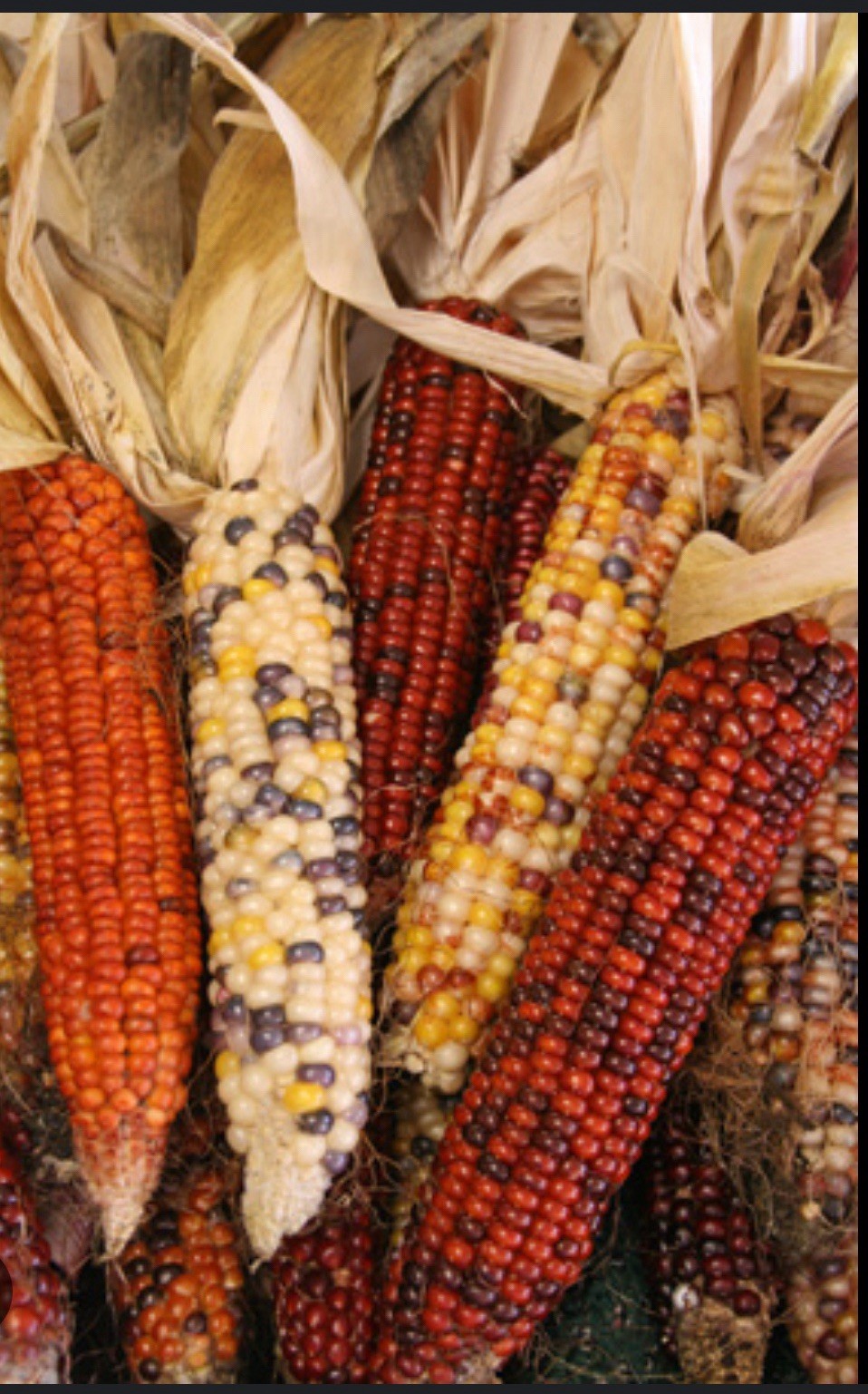 Indian Ornamental Corn Seeds 50 Count, Rainbow Vegetable, Non-GMO