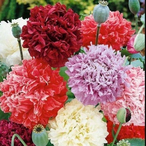 Peony Poppy Seeds Doubles Mixed Colors 10,000 Flower Seeds Reseller Starter Pack