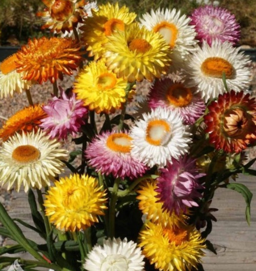 350+ Strawflower Mix Seeds **Fresh Seeds** ~~Free Shipping~~