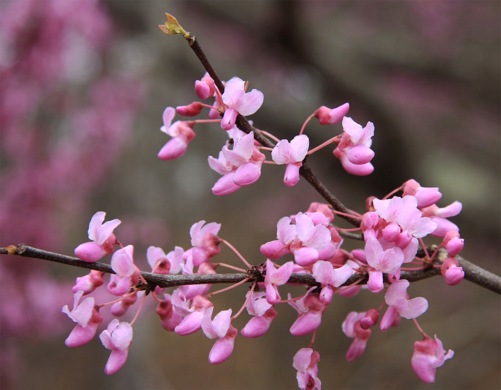 Cercis canadensis | Eastern Redbud | 5_Seeds
