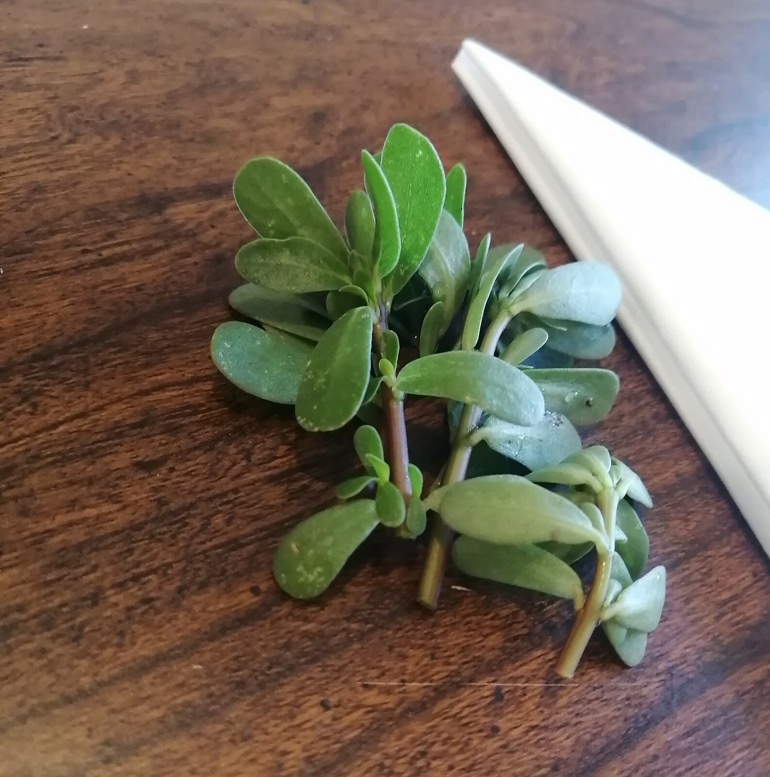 Green Common Purslane 1000 Seeds – Pursley, Red Gruner, Portulaca oleracea Herb