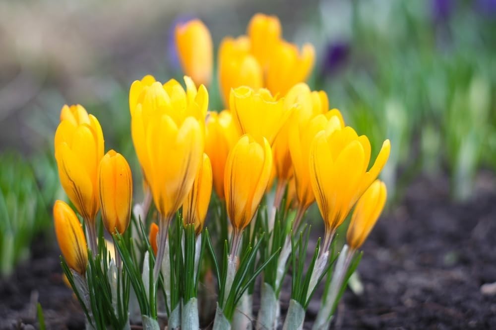 10 Golden Yellow Crocus Bulbs – Easy Maintenance Perennials for Vibrant Gardens