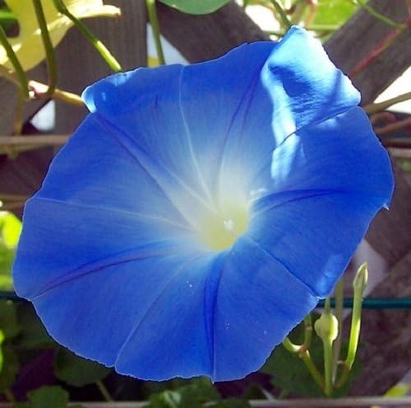 Morning Glory Heavenly Blue Flower UNTREATED Ipomoea Tricolor Seeds by Seed King