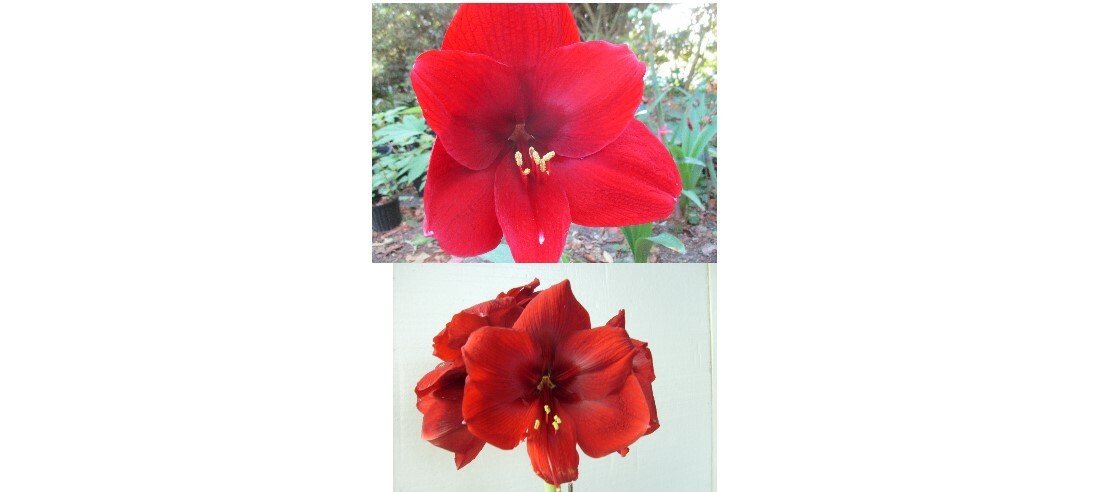 1 cross pollinated amaryllis bulb Hippeastrum “Night Time” 6-12 circumference