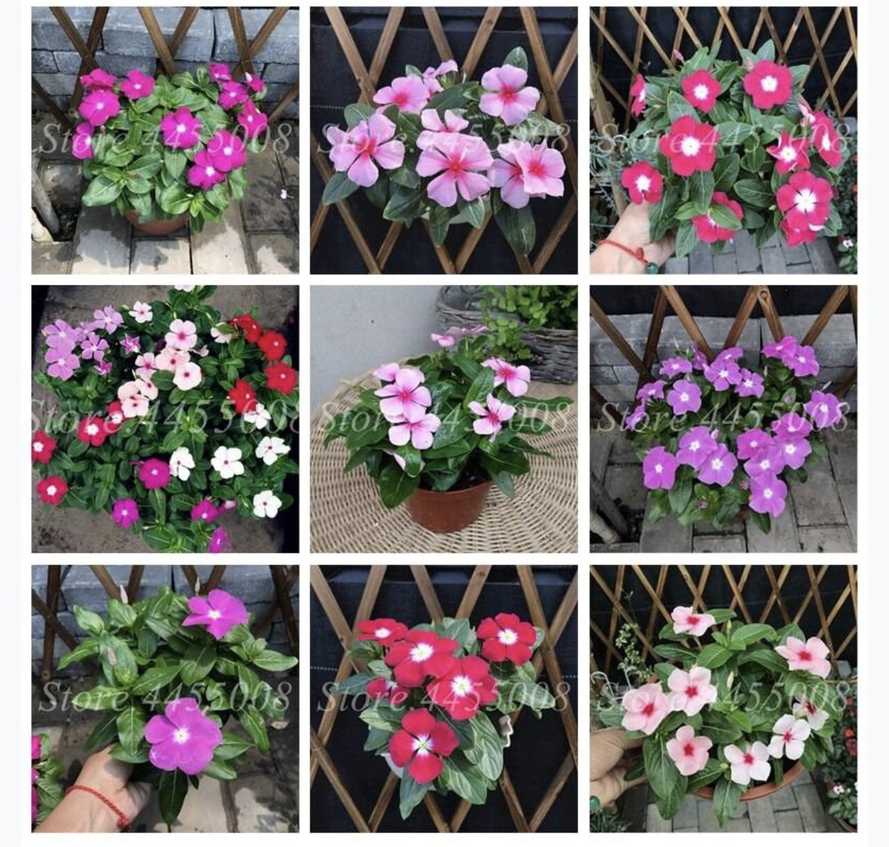 Vinca- Periwinkle- Mix- 6” Pot