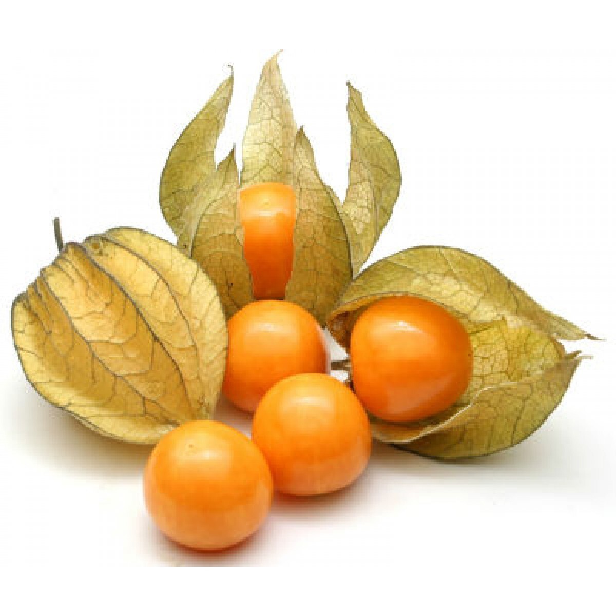 200+ CAPE GOOSEBERRY SEEDS– RARE —— GROUND CHERRY