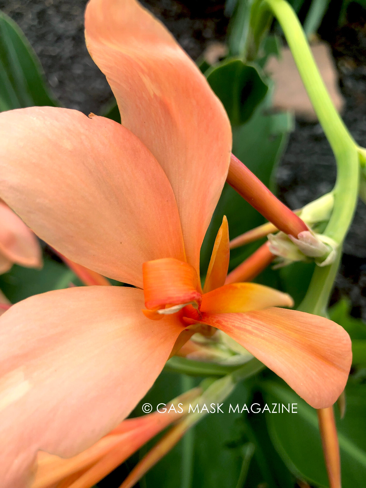 PEACH Butterflies Canna Lily Live Plant Rhizome