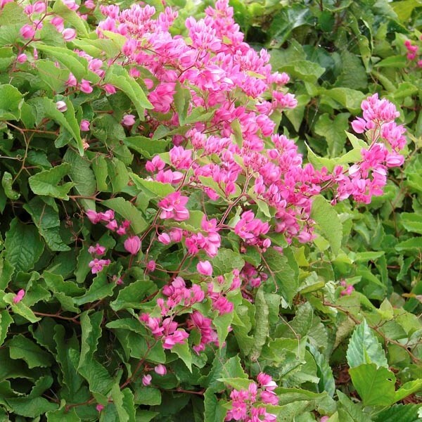 🌸 Antigonon Leptopus 10 Seeds, Coral Vine, Queen’s Wreath, Mexican Creeper 🌸