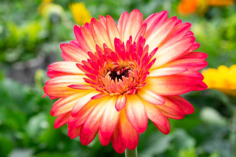 200+ Yellow & Red Gerbera Daisy Seeds for Garden Planting – USA – FAST SHIPPING!