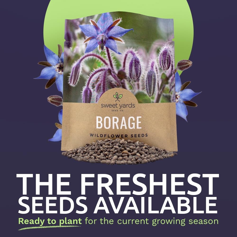1200 PCS Borage Seeds Extra Large Open Pollinated Wildflower NonGMO Plant