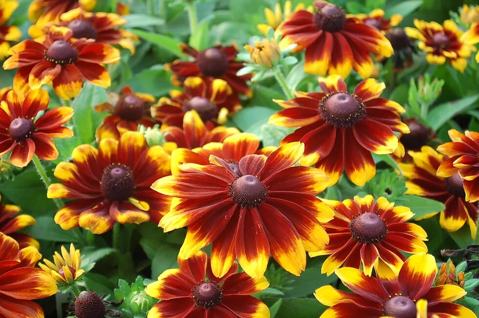 200+ Toto Gold Gloriosa Black-eyed Susan Daisy Seeds for Garden – FREE SHIPPING!