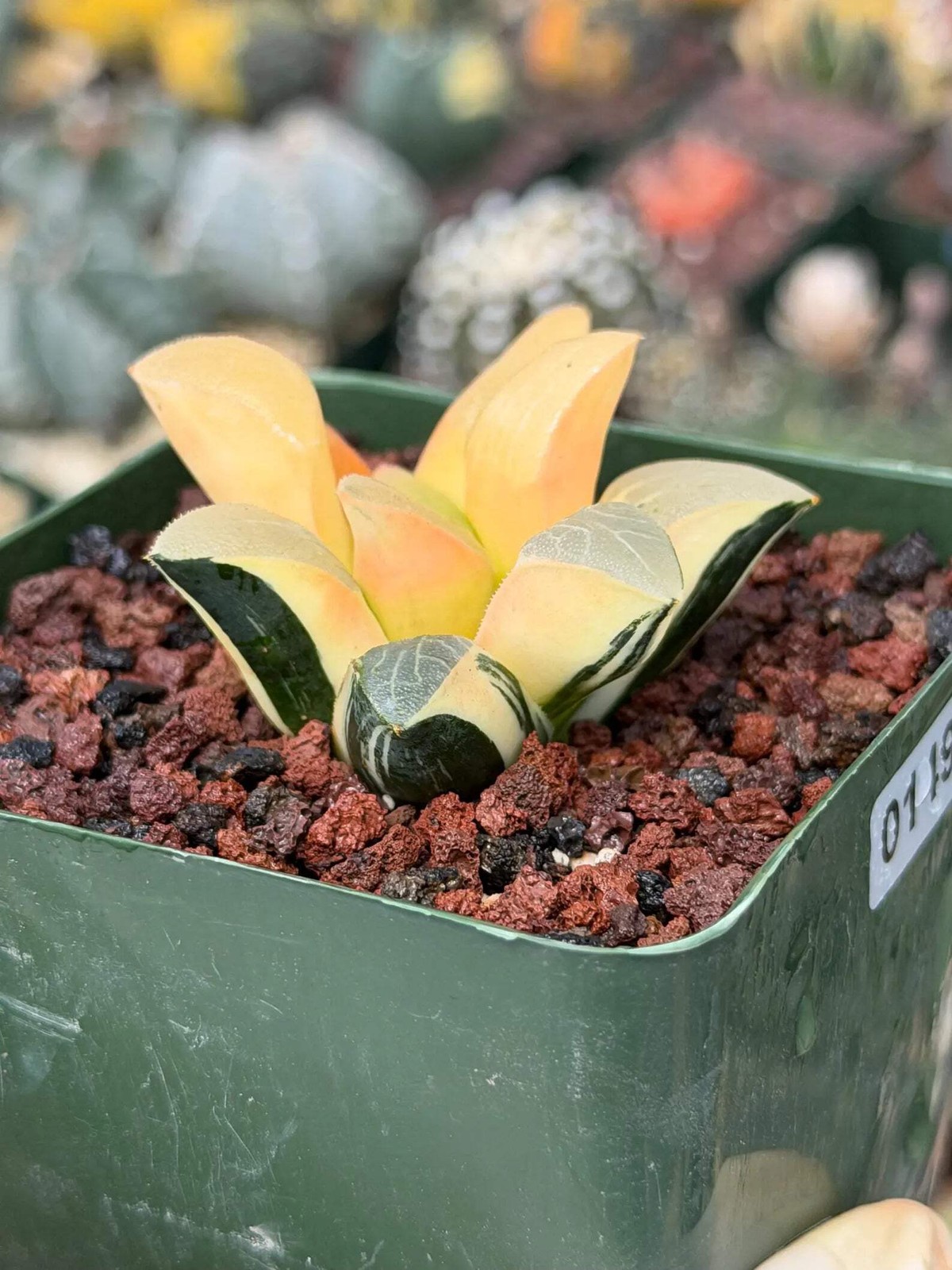 Variegated Haworthia Correcta | Rare Succulent | Live Plant with Yellow‑Orange V