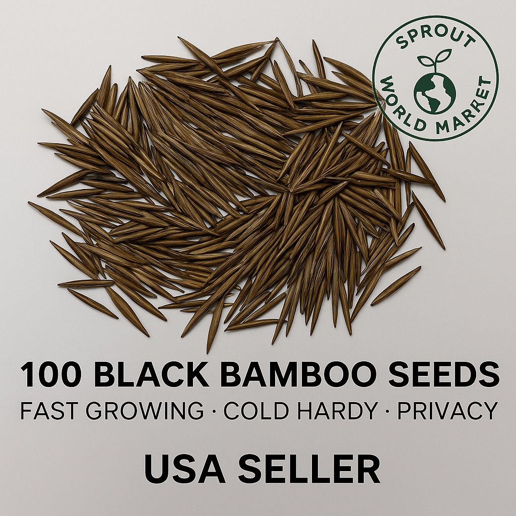 100 Black Bamboo Seeds | Rare | Fast Growing | Cold Hardy | Privacy Screen | USA