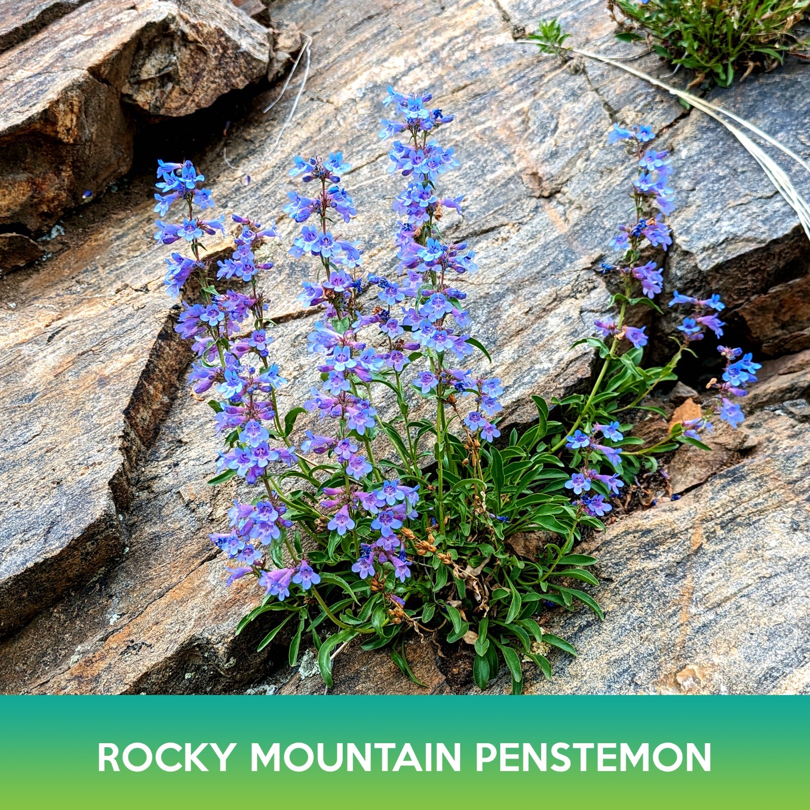 Rocky Mountain Penstemon Flower Seeds, Penstemon strictus