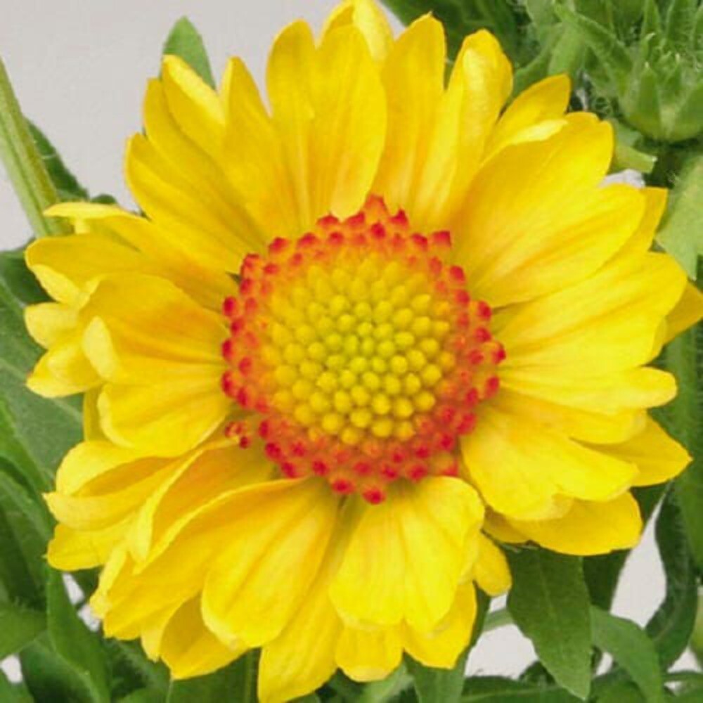 100 YELLOW GAILLARDIA Aristata (Blanket Flower / Indian Blanket) Flower Seeds