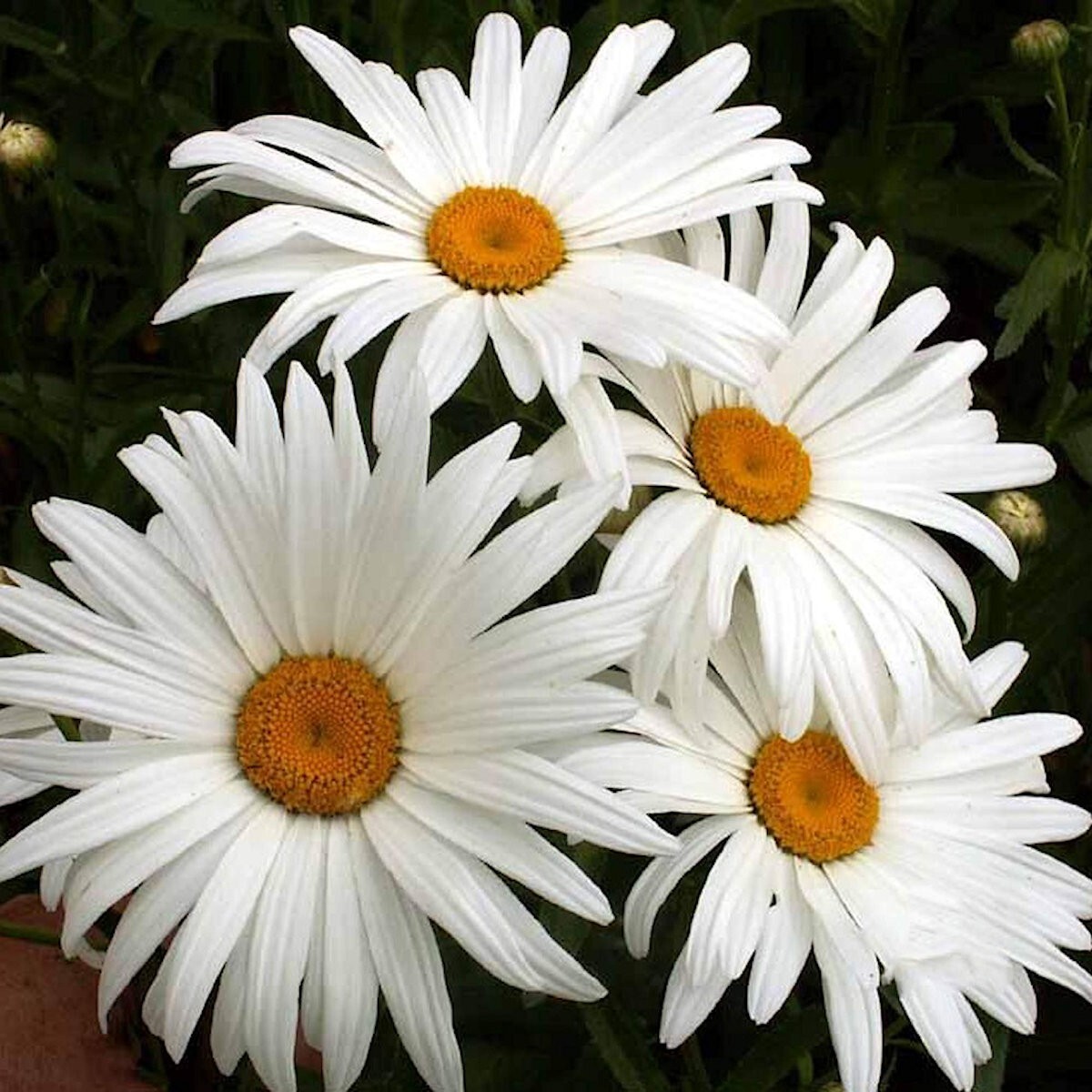 1/4 Lb Alaska Shasta Daisy Wildflower Seeds – Everwilde Farms Mylar Seed Packet